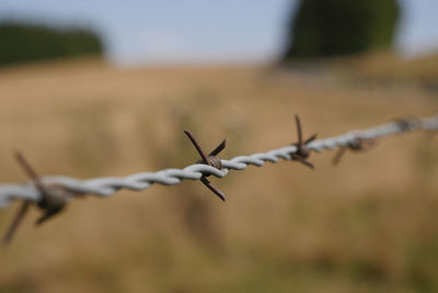 Close-up of barbed wire on field