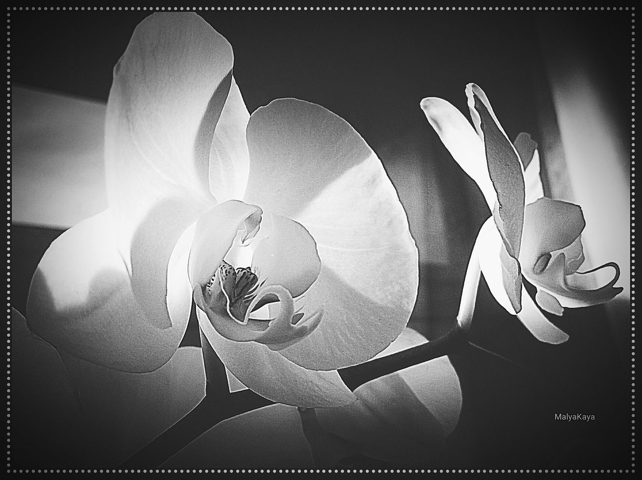 CLOSE-UP OF FLOWERS ON TABLE