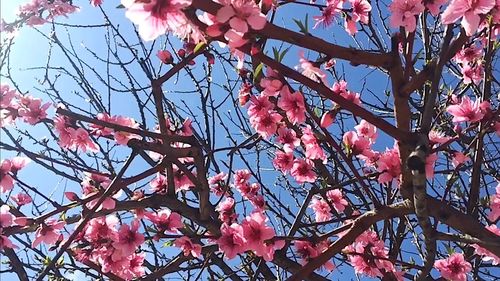 Low angle view of pink flowers on branch