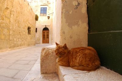 Cat sitting in a alley