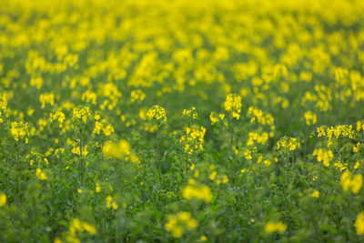 Full frame shot of yellow flowering field