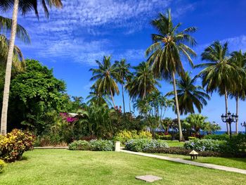 Scenic view of palm trees against blue sky