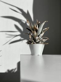 Close-up of potted plant on table against wall