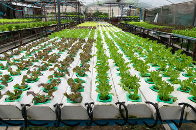 High angle view of chairs by plants