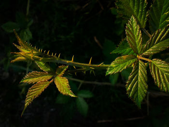 Close-up of fresh green leaves