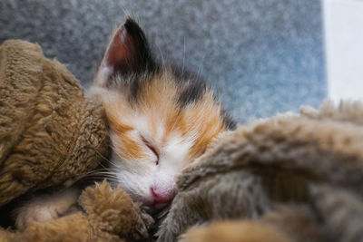 Little sleeping kitten