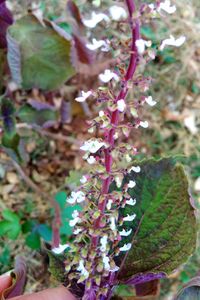 Close-up of plant