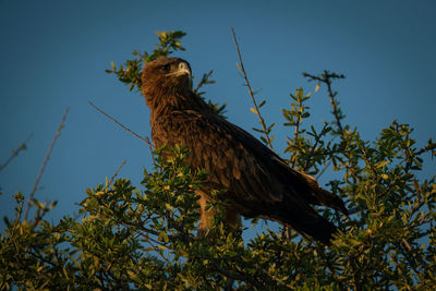 Tawny eagle turns head in leafy branches