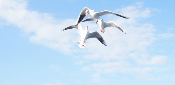 Low angle view of seagulls flying