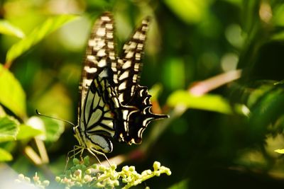 Close-up of butterfly on flower