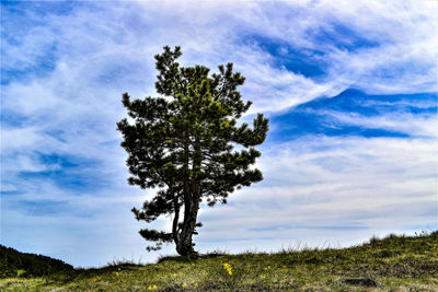 Trees on field against sky