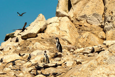 Birds colonies with penguins by ballestas island, national reserve park, paracas, peru