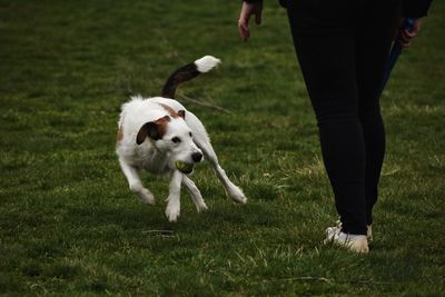 Low section of man playing with dog on grass