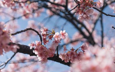 Low angle view of apple blossoms in spring