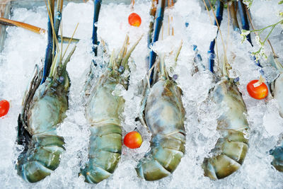 High angle view of frozen fish in snow