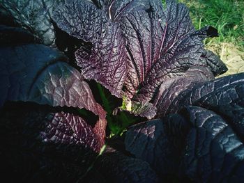 Close-up of leaf