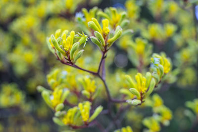 Close-up of yellow flowers