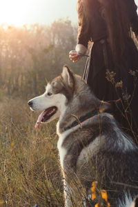 Cute dog and owner scenic photography