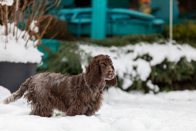 Dog looking away on snow