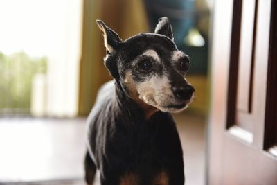 Close-up portrait of a dog