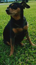 Portrait of dog on grassy field