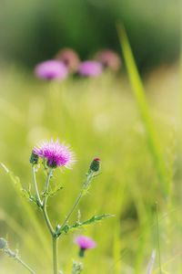 Close-up of purple flowers