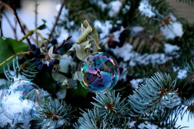 Close-up of christmas tree on plant