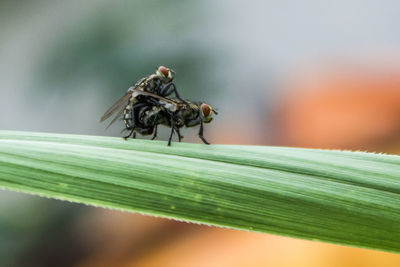 Close-up of fly on leaf