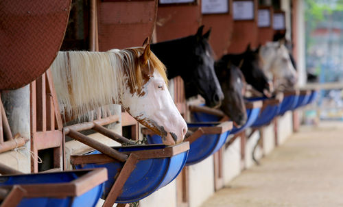 Horses in row