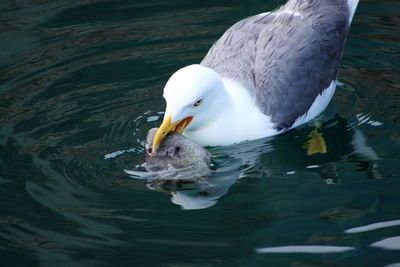 Seagull hunting fish in lake