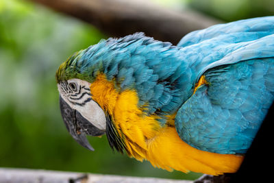 animal themes
