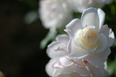 Close-up of white rose