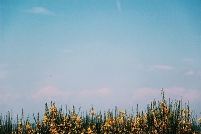 Yellow flowers blooming against sky