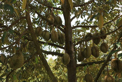 Low angle view of fruits hanging on tree