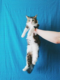 High angle view of cat on hand