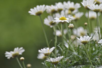 Close-up of white daisy flowers