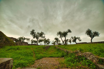 Scenic view of trees on field against sky