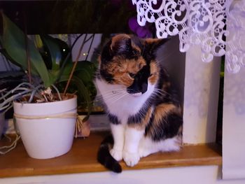 Cat looking away while sitting on table