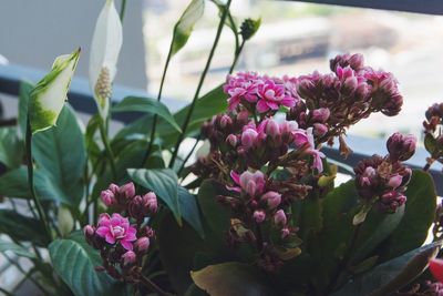 Close-up of pink flowers blooming outdoors