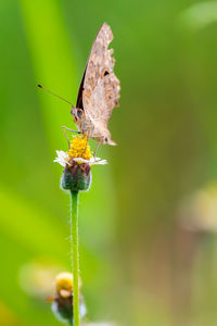 Close-up of butterfly pollinating on flower outdoors
