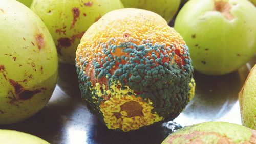 Close-up of fungus on gooseberry