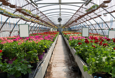 High angle view of plants