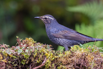 Close-up of bird perching on plant