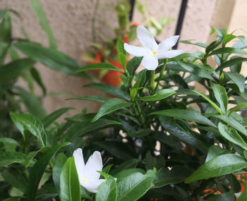 Close-up of white flowering plant