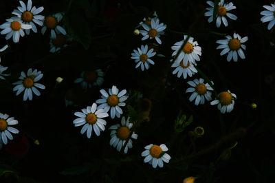 Close-up of white daisy flowers