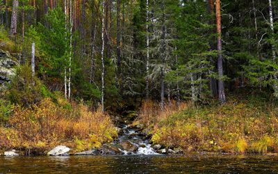 Scenic view of river by trees in forest