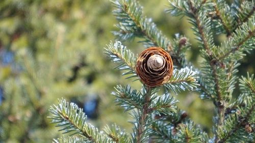 Close-up of snail on plant