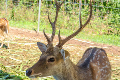 Deer in a field