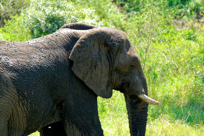 Close-up of elephant on field