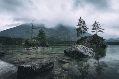 Scenic view of tree by mountain against sky